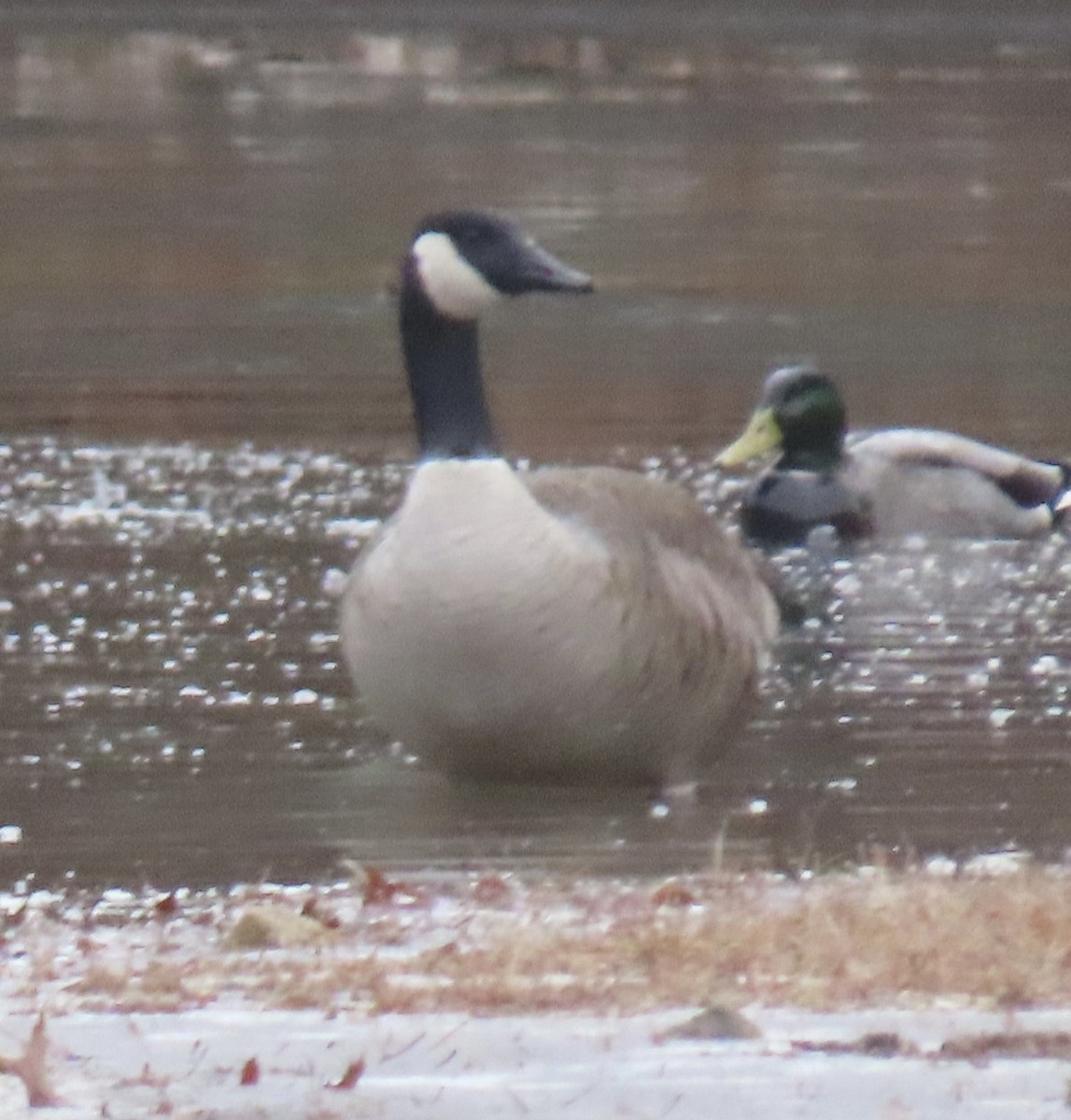 Canada Goose - ML646461976