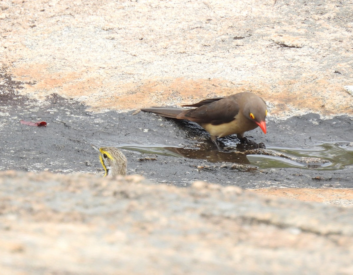 Red-billed Oxpecker - ML646461977