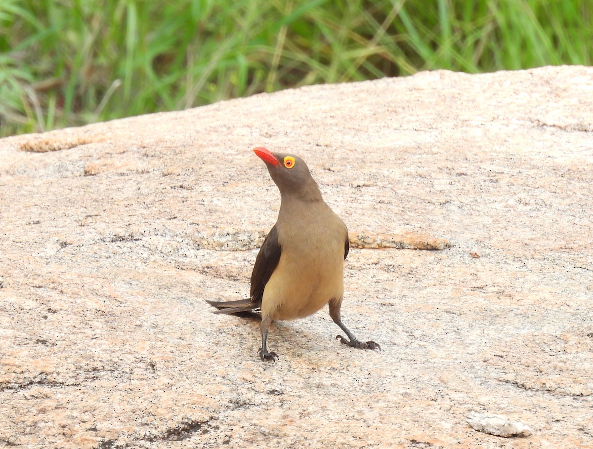Red-billed Oxpecker - ML646461978