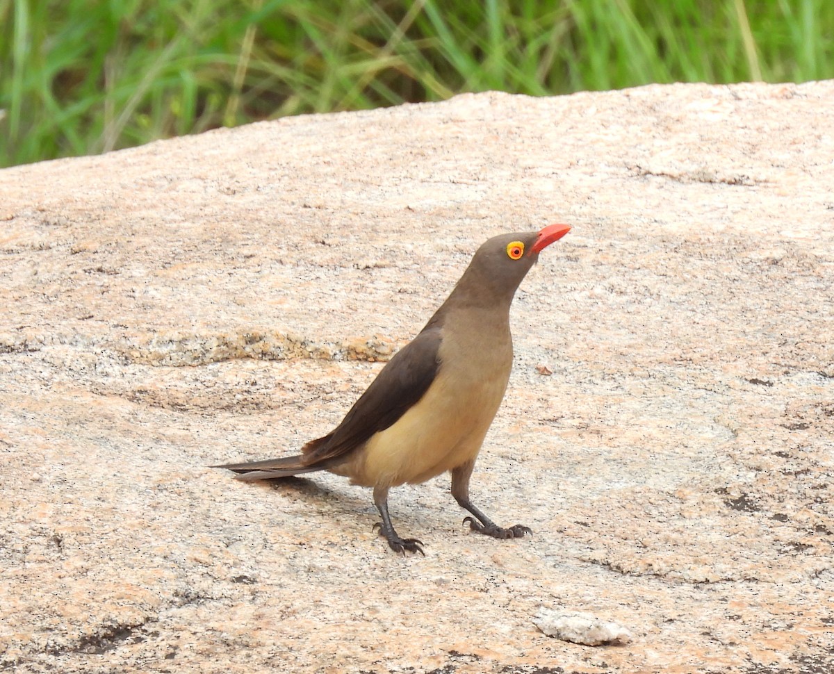 Red-billed Oxpecker - ML646461979