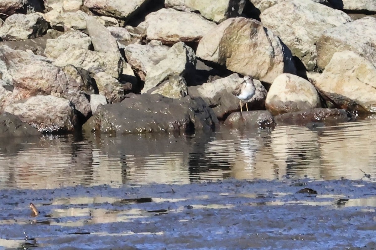 shorebird sp. - ML646461981
