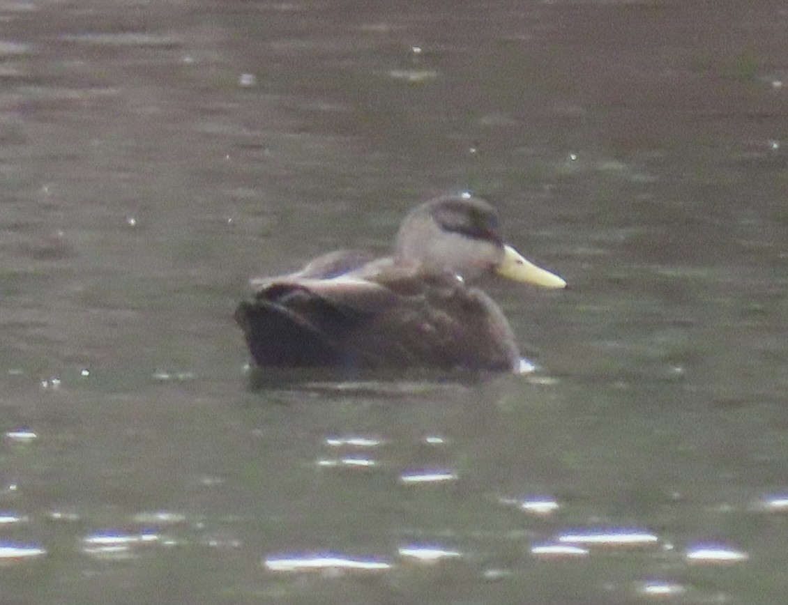 American Black Duck - ML646461984