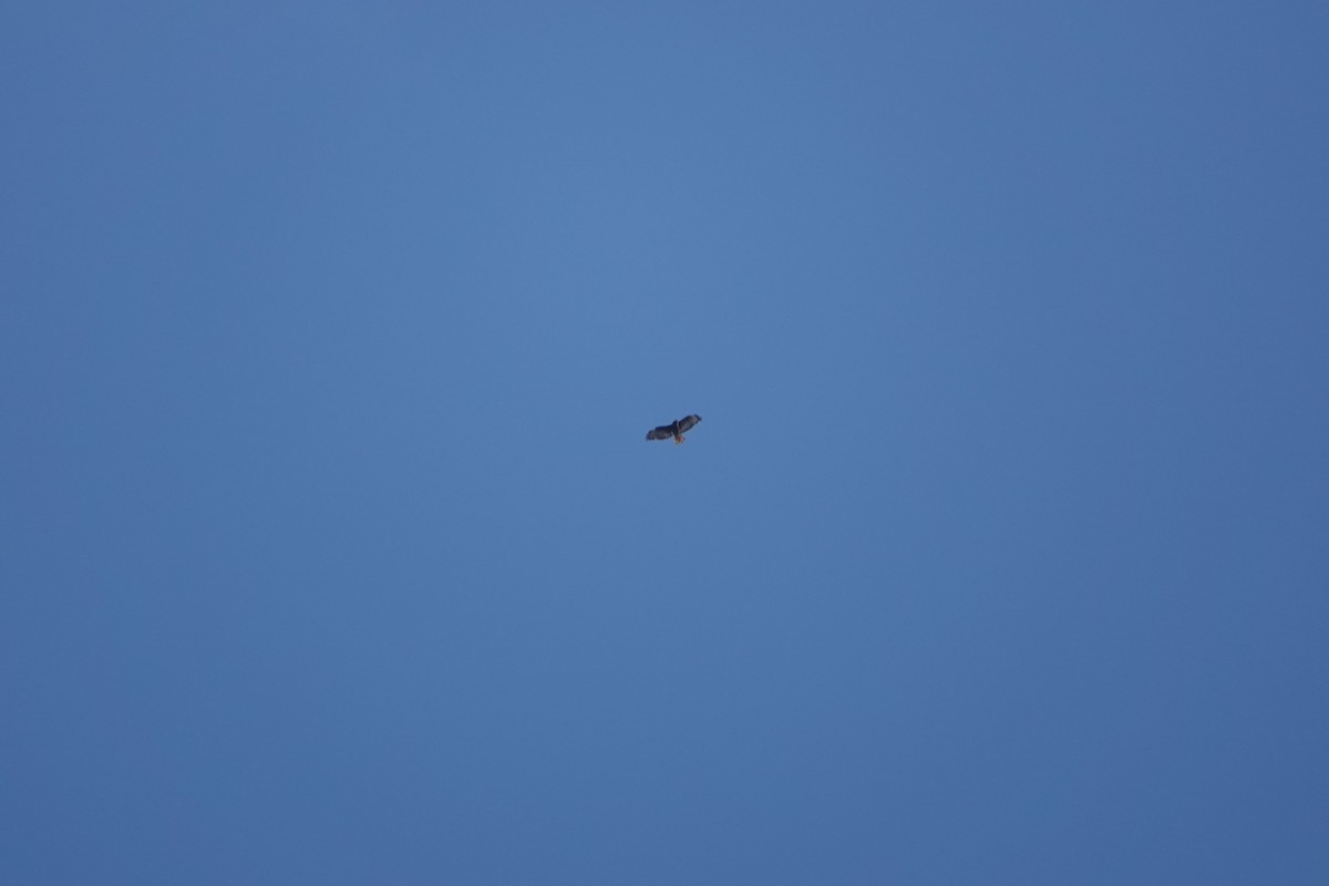 Red-tailed Hawk - ML646461985