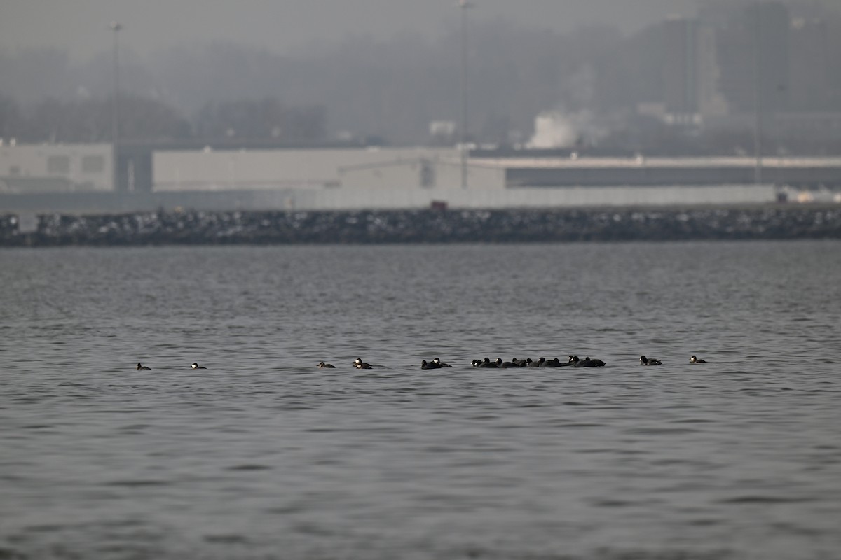 American Coot - ML646461990