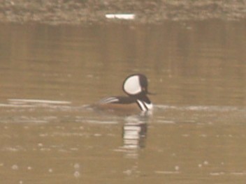 Hooded Merganser - ML646461991