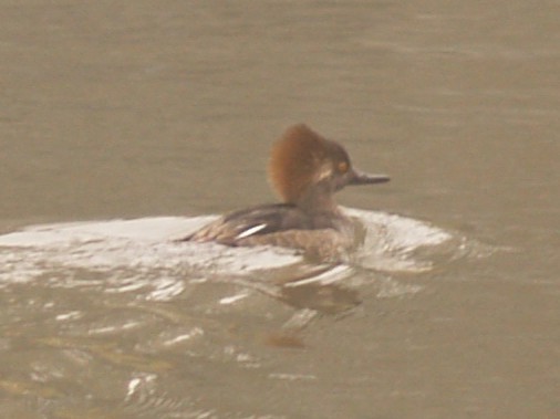 Hooded Merganser - ML646461992