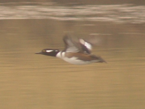 Hooded Merganser - ML646461993