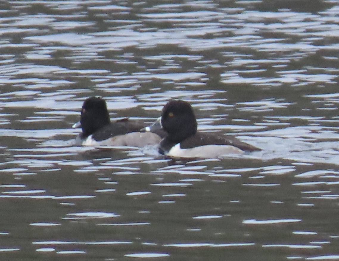 Ring-necked Duck - ML646461996