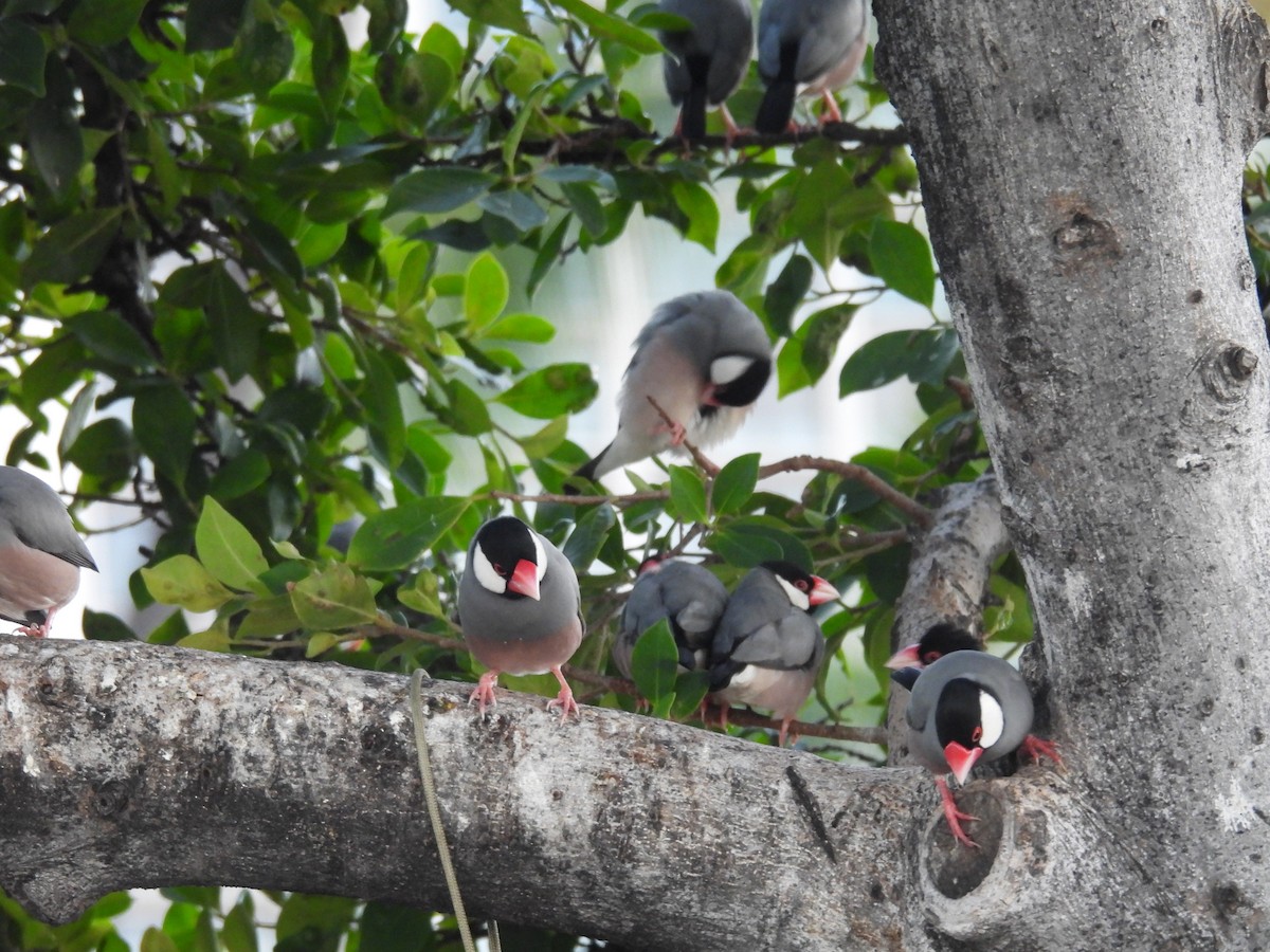 Java Sparrow - ML646461998