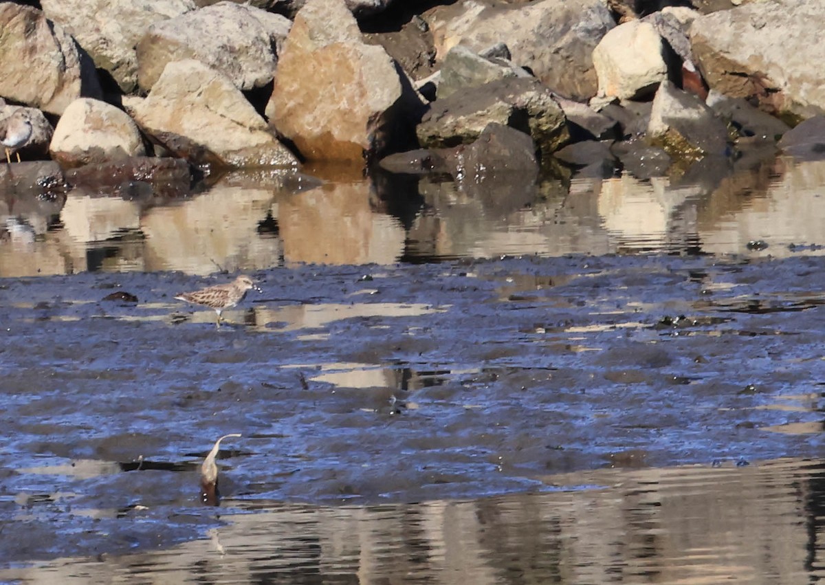 Least Sandpiper - ML646461999