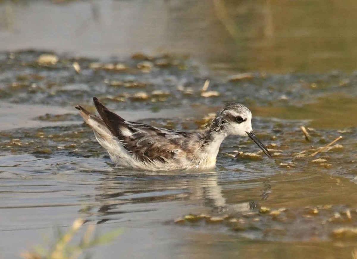 Red-necked Phalarope - ML646462000