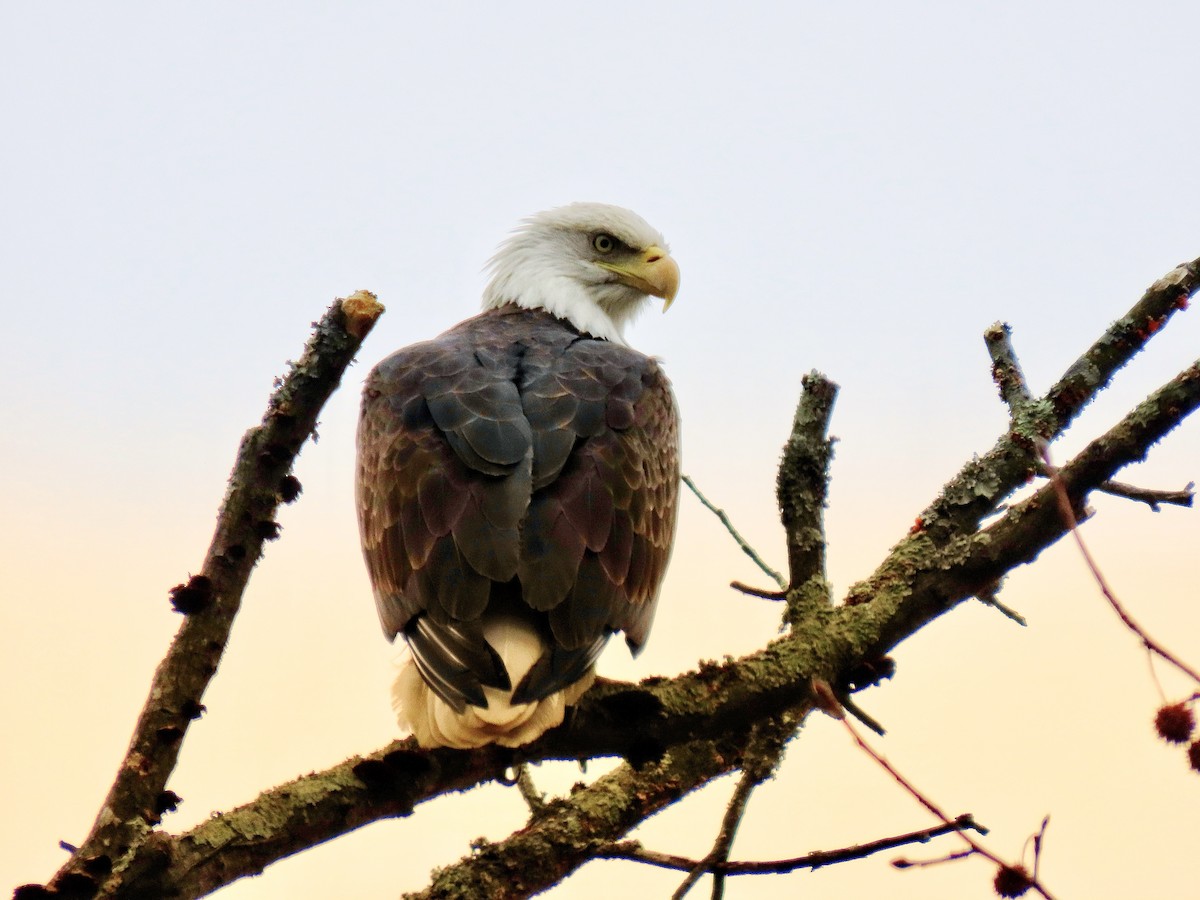 Bald Eagle - ML646462001