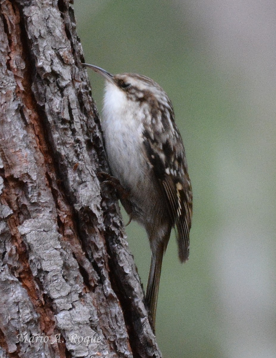Short-toed Treecreeper - ML646462002