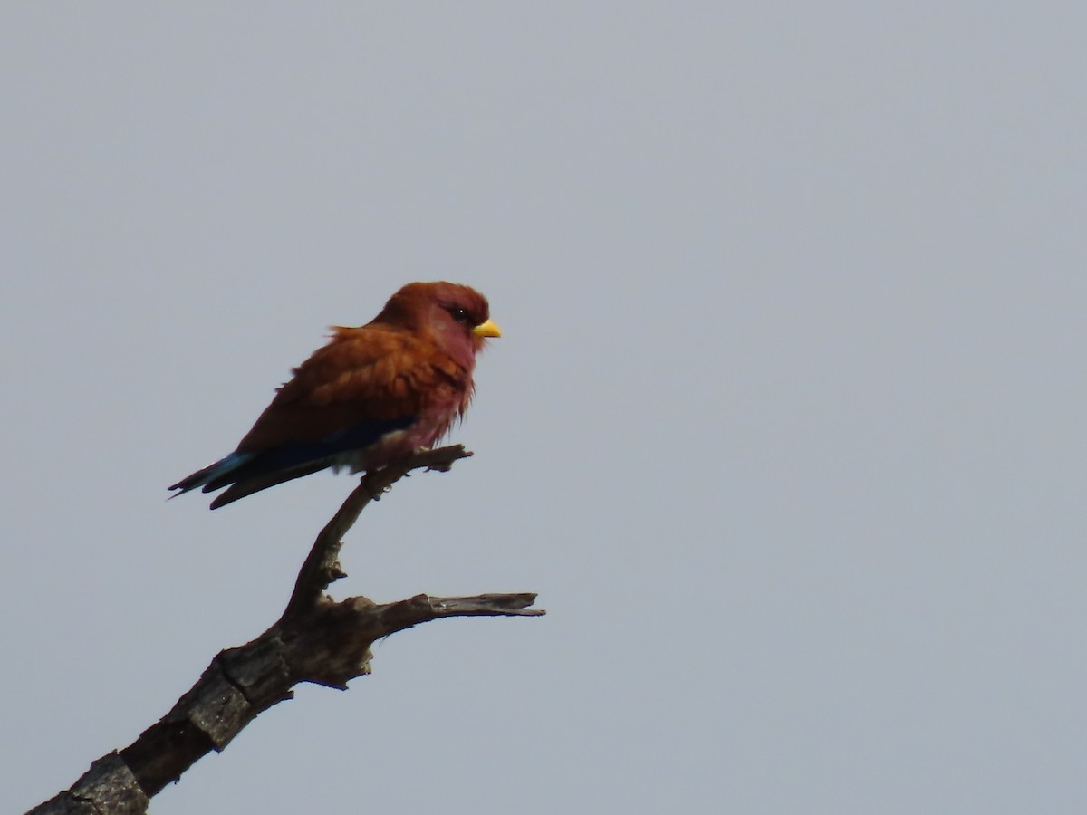 Broad-billed Roller - ML646462003