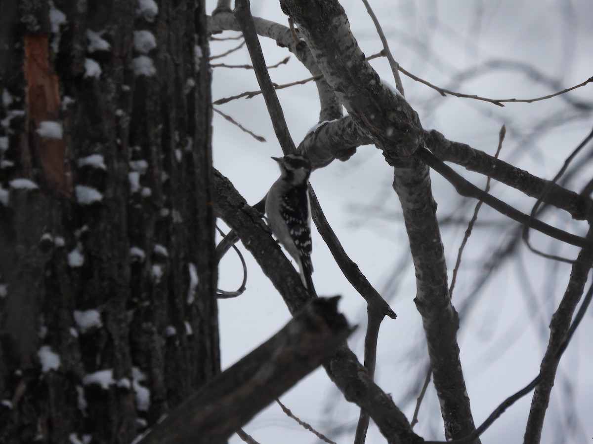 Pic mineur - ML646462004