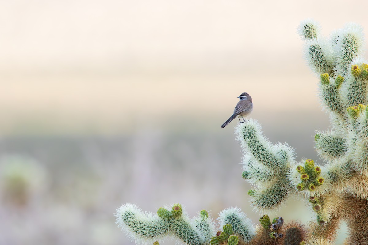 Black-throated Sparrow - ML646462005
