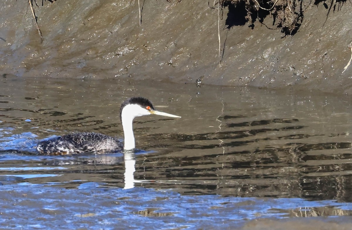 Western Grebe - ML646462009