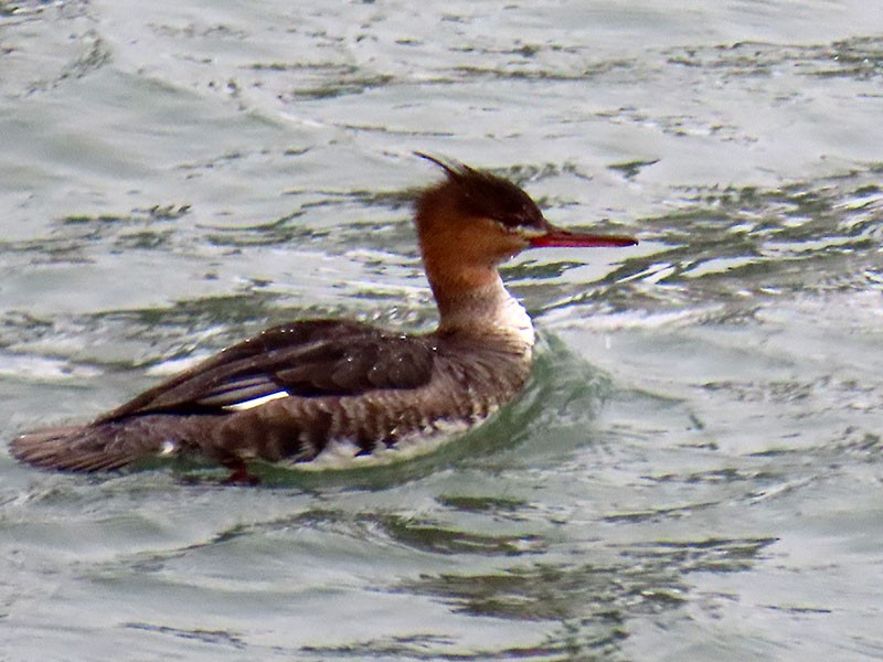 Smergo minore - ML646462015