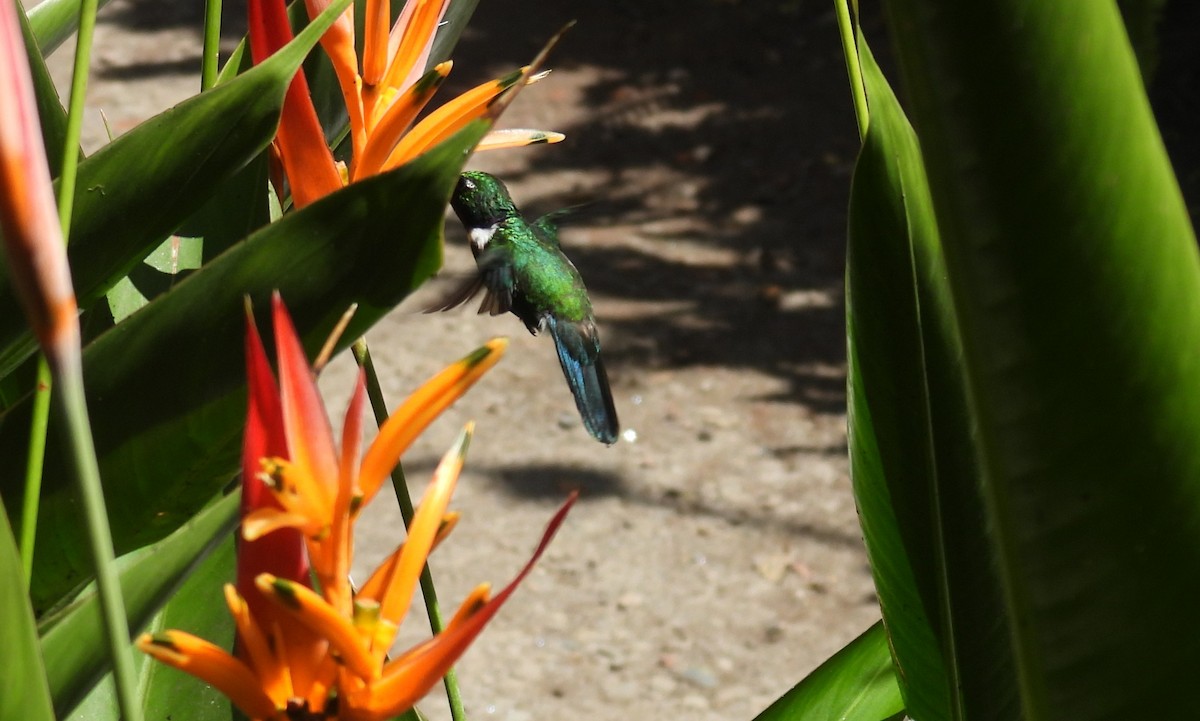 White-throated Daggerbill - ML646462016