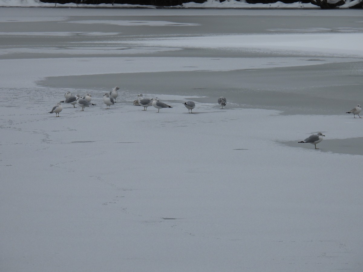 Ring-billed Gull - ML646462017
