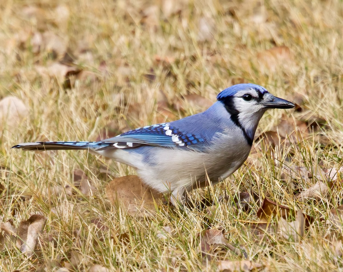 Blue Jay - ML646462018