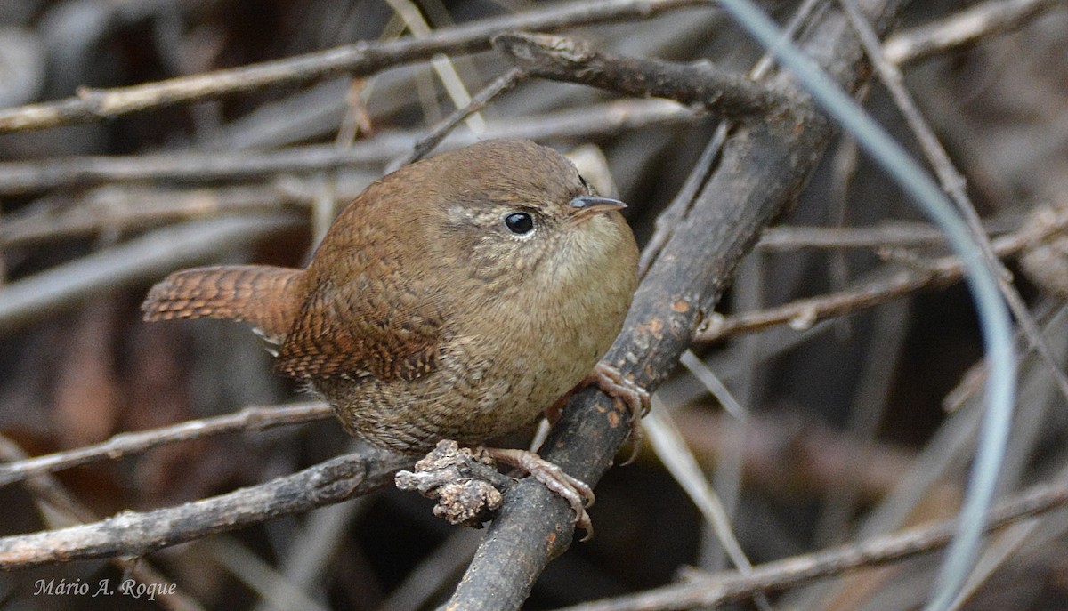 Eurasian Wren - ML646462021