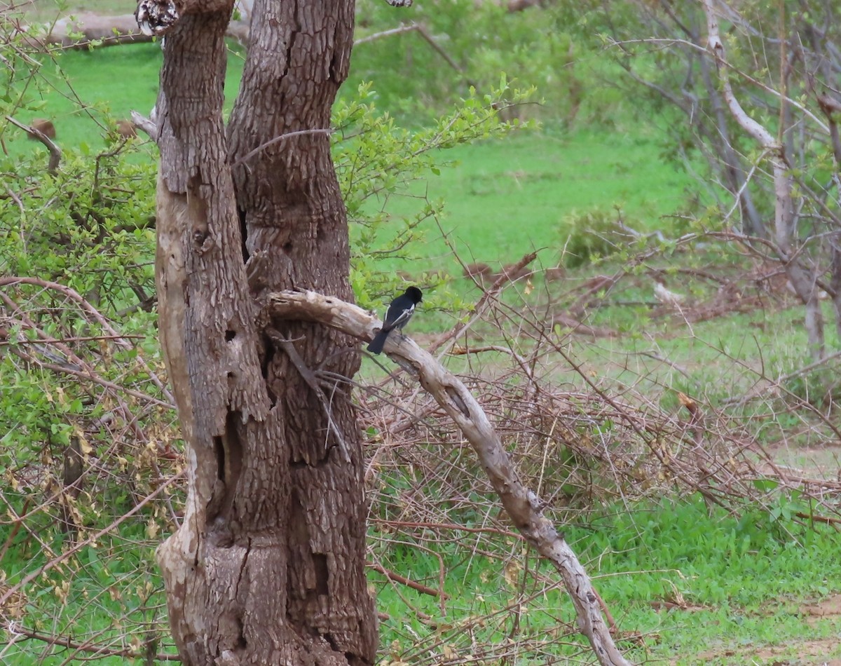 Güneyli Kömürcü Baştankara - ML646462045