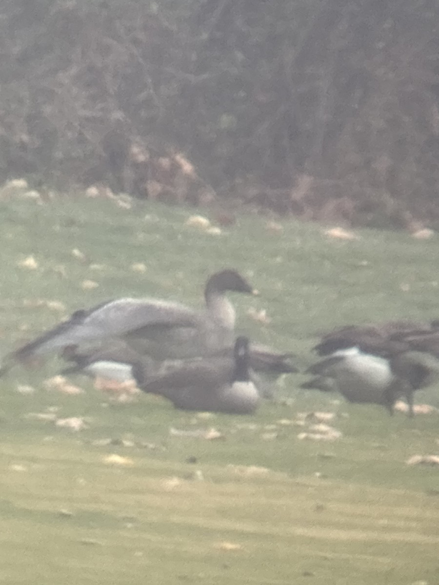 אווז אחו טונדרה - ML646462055