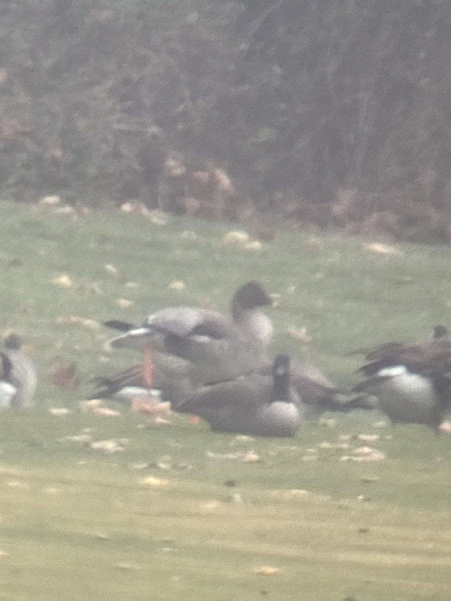 אווז אחו טונדרה - ML646462056