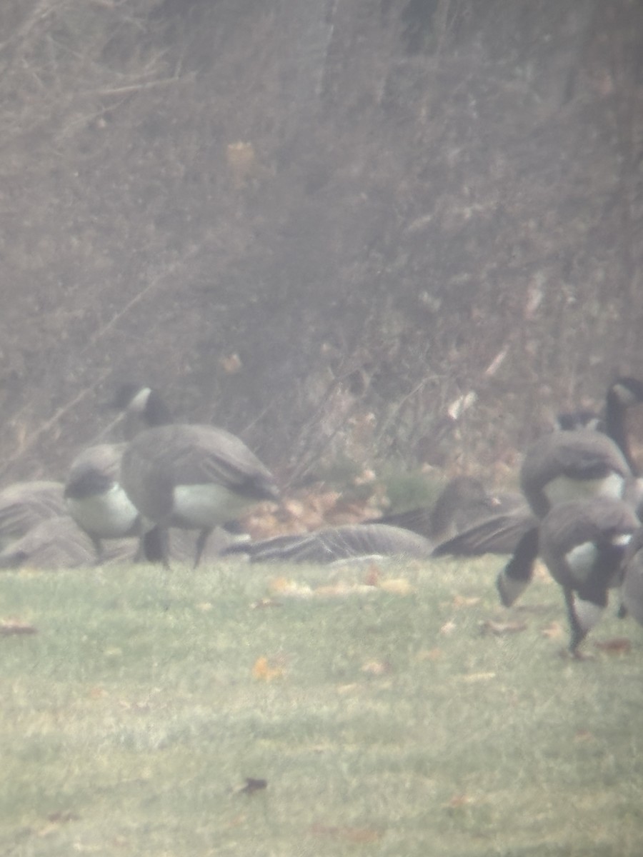 אווז אחו טונדרה - ML646462057