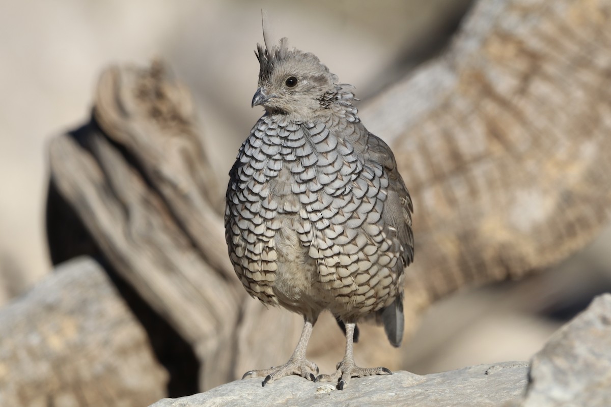 Scaled Quail - ML646462058