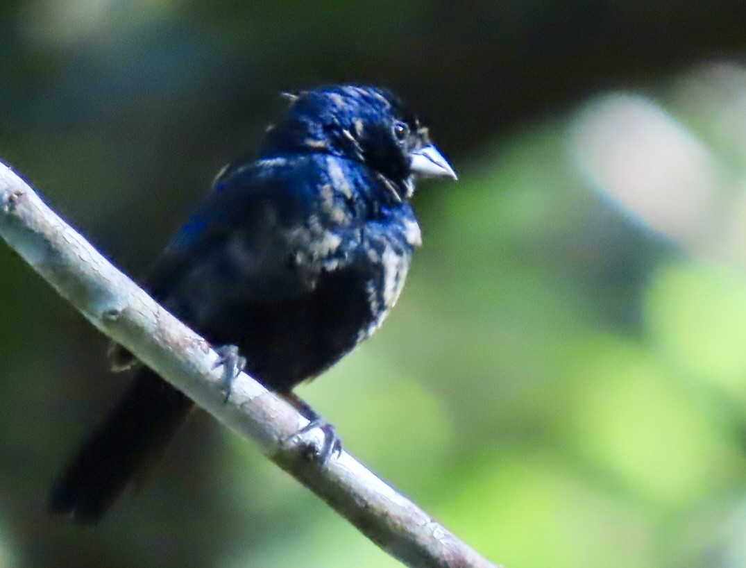 Blue-black Grassquit - ML646462071