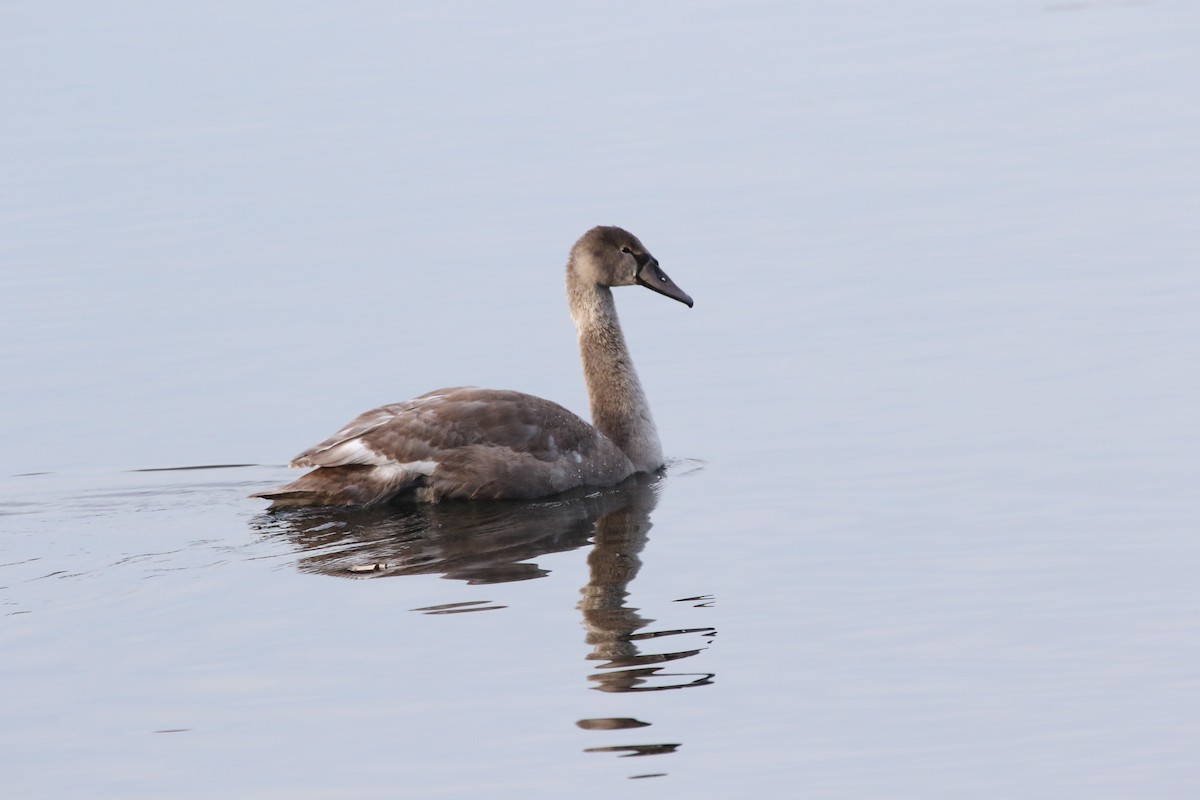 コブハクチョウ - ML646462073