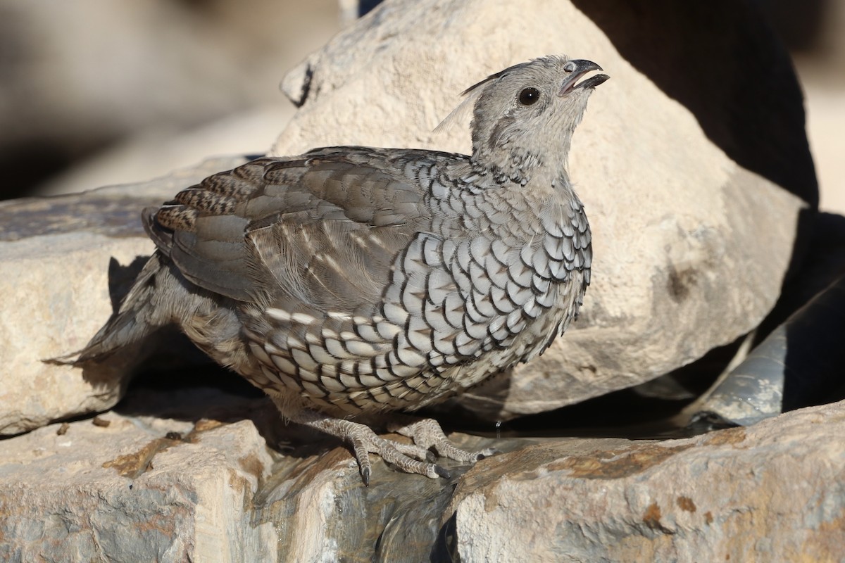 Scaled Quail - ML646462074