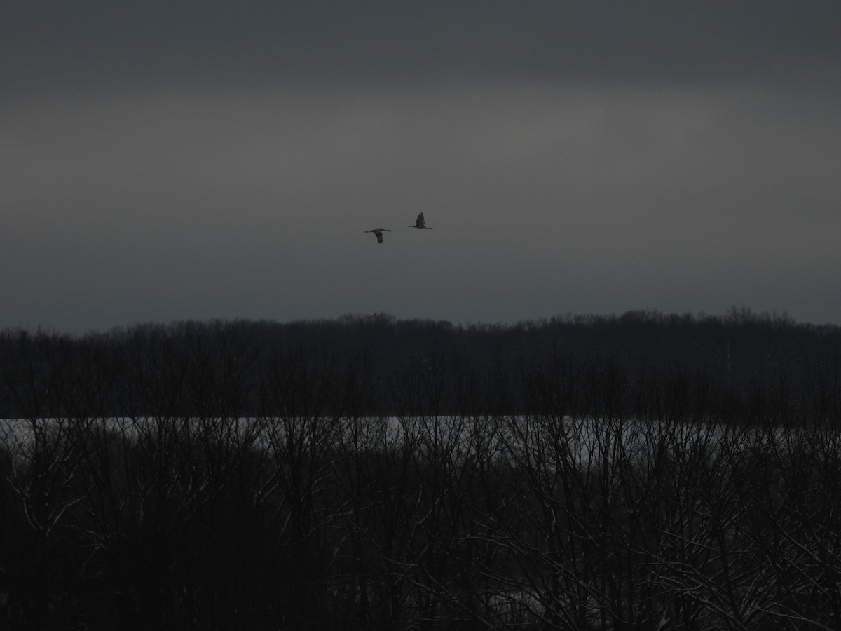 Sandhill Crane - ML646462075