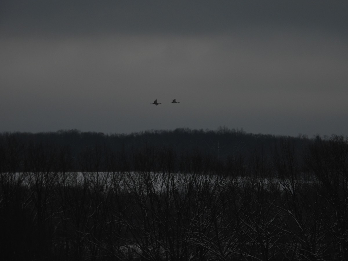Sandhill Crane - ML646462077