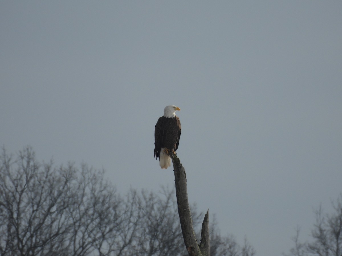 Bald Eagle - ML646462078