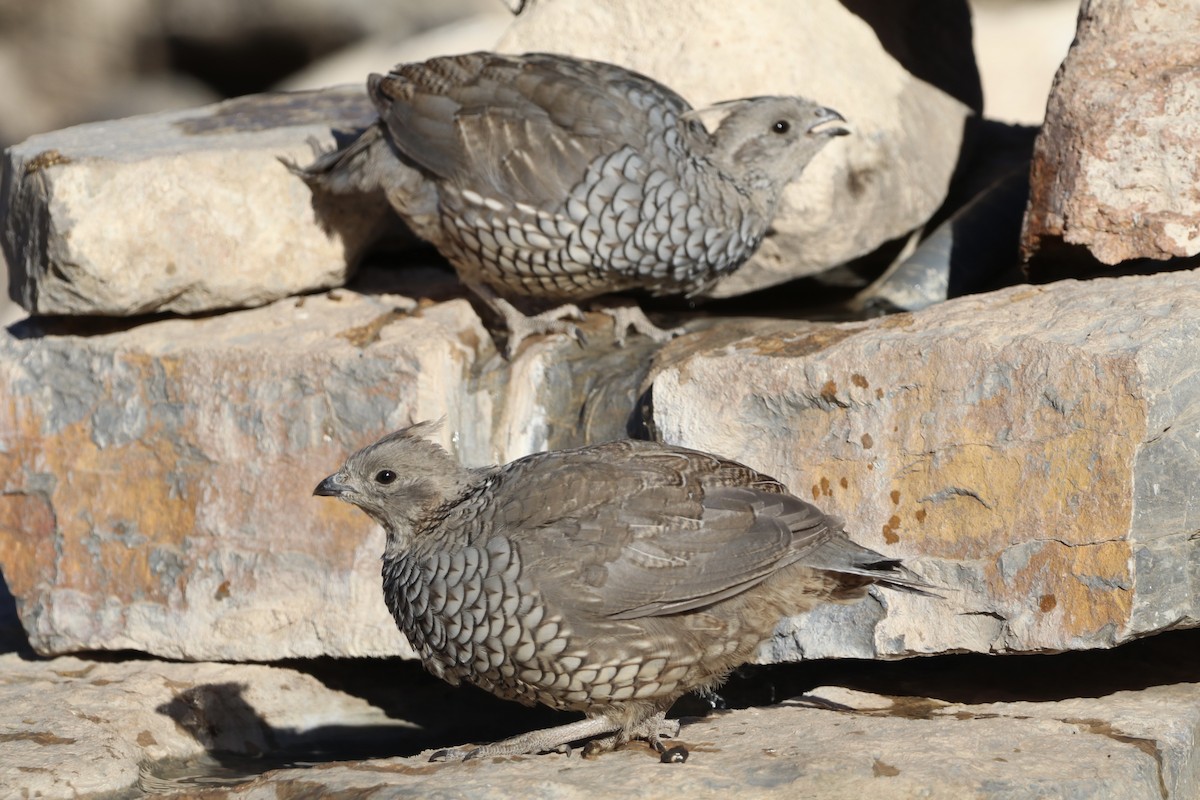 Scaled Quail - ML646462079