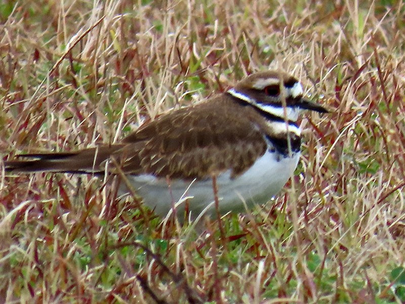 Killdeer - ML646462080