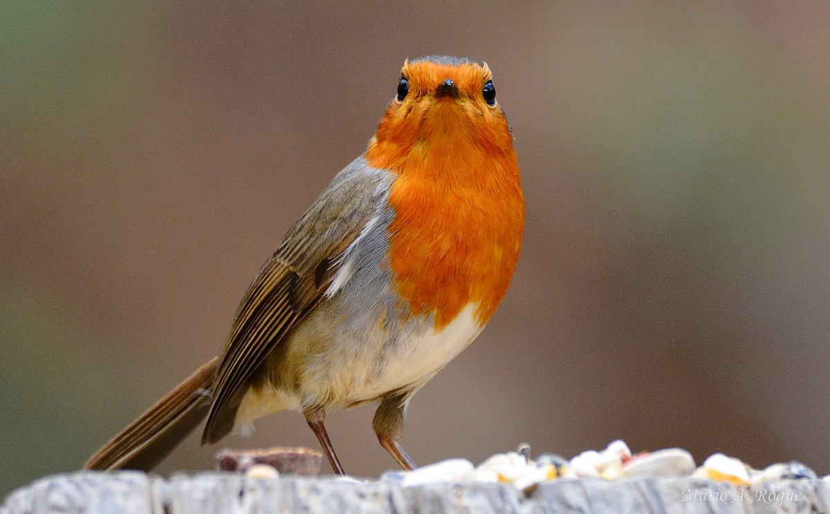 European Robin - ML646462084