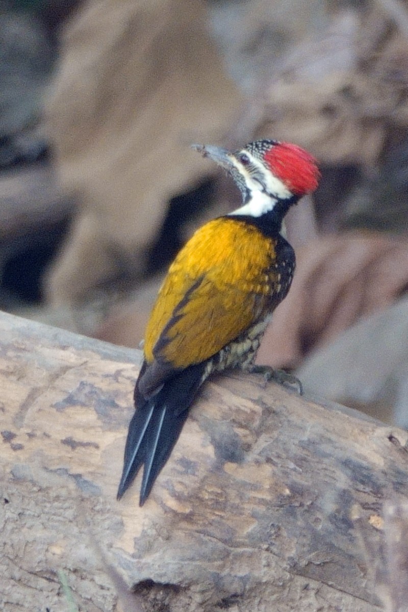 Black-rumped Flameback - ML646462090