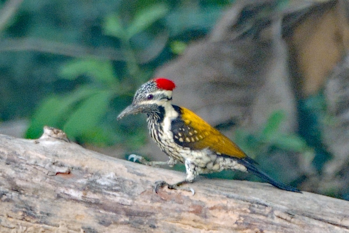 Black-rumped Flameback - ML646462091