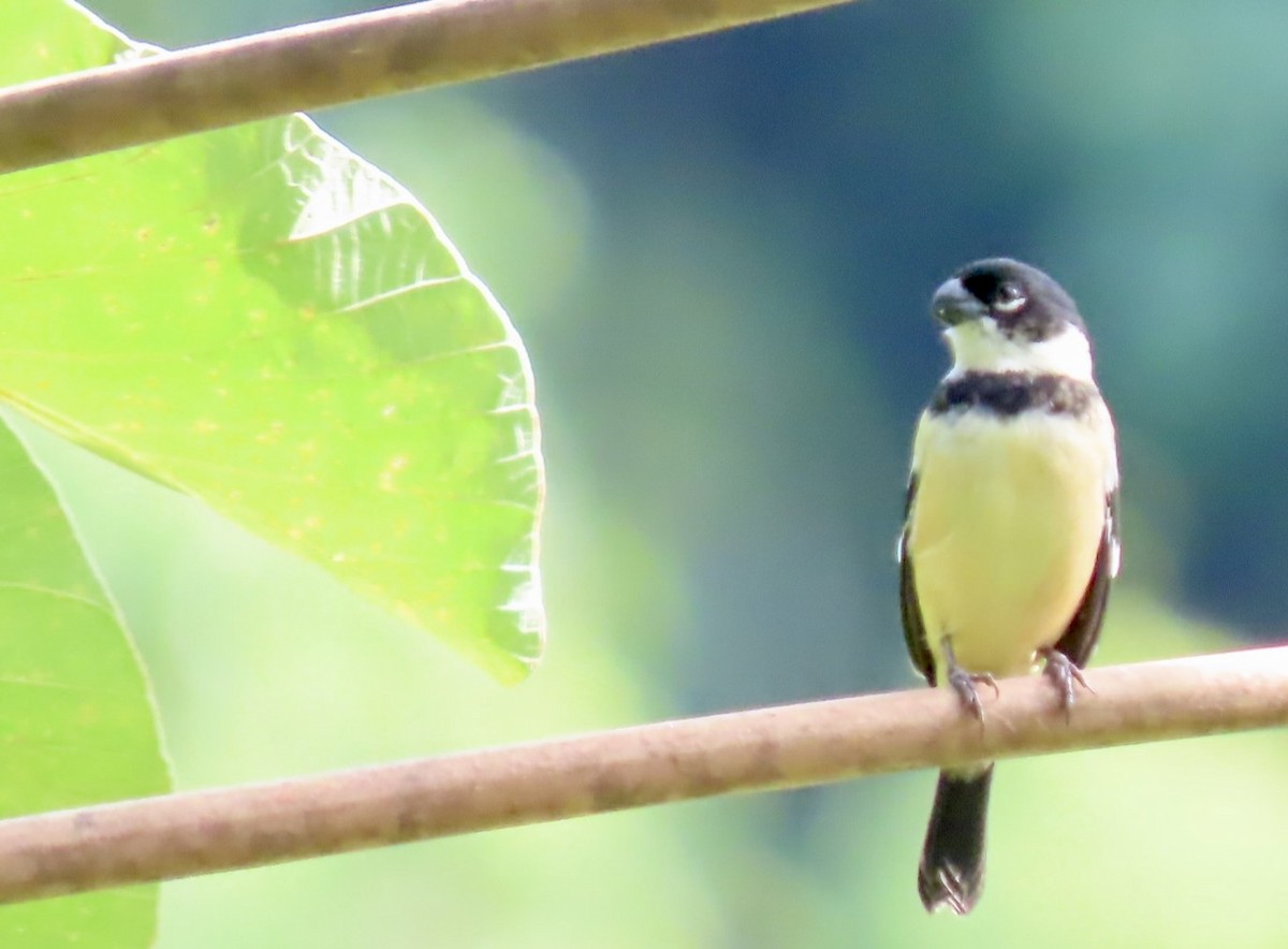 Morelet's Seedeater - ML646462098