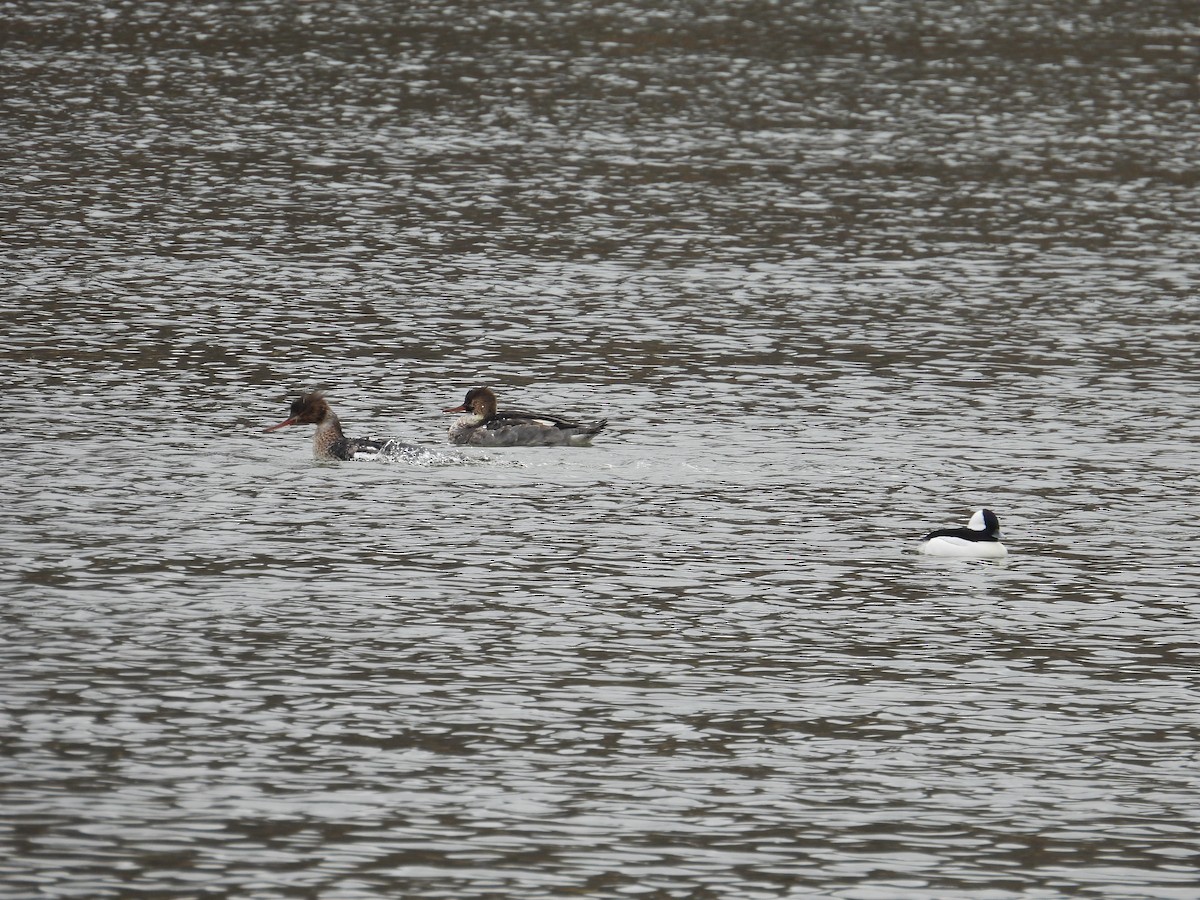 Serreta Mediana - ML646462100