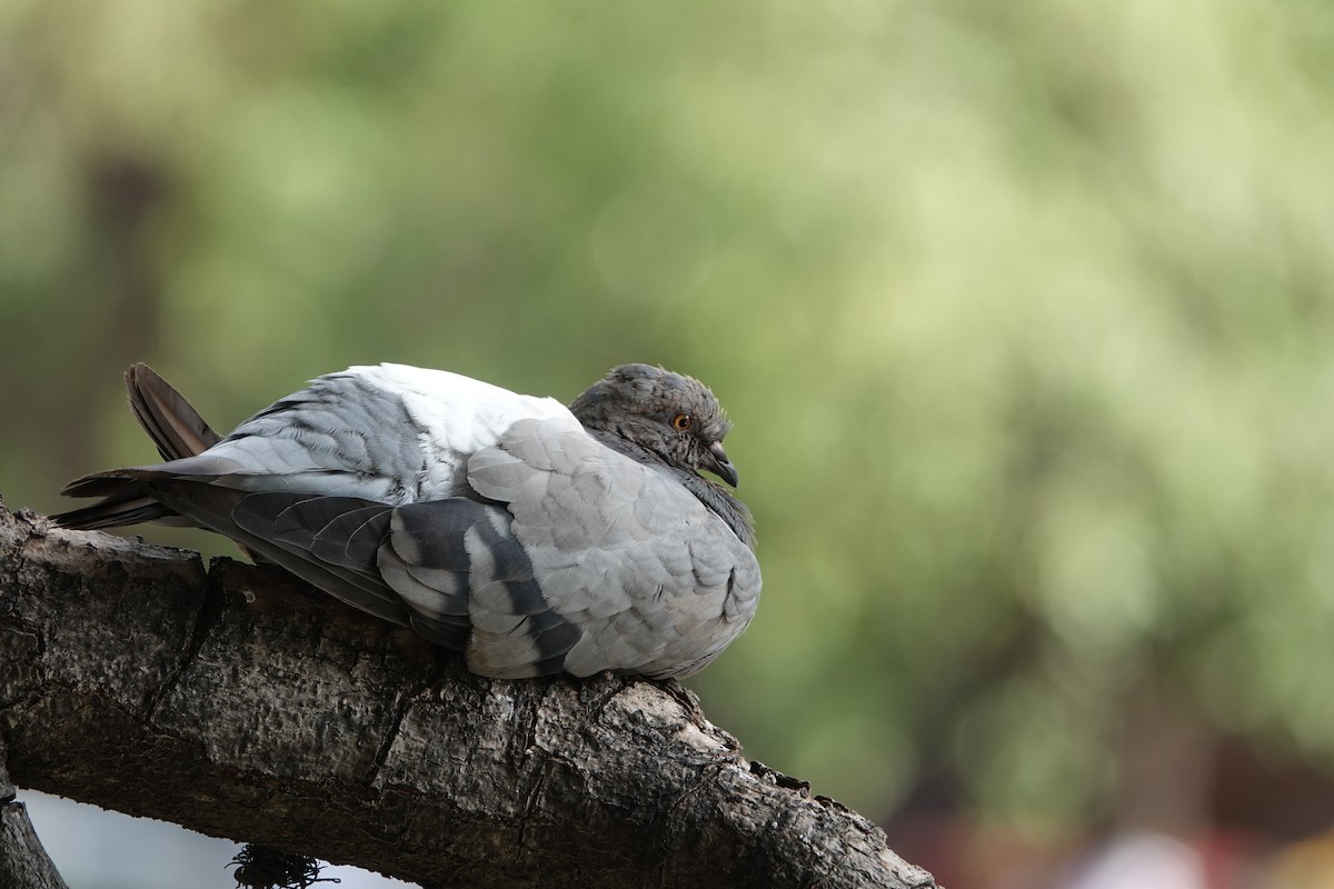Rock Pigeon (Feral Pigeon) - ML646462102