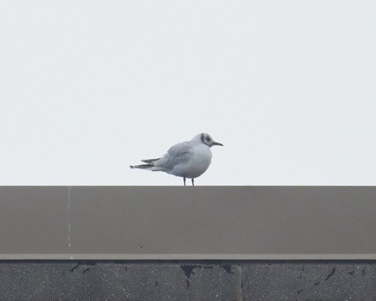 Black-headed Gull - ML646462104