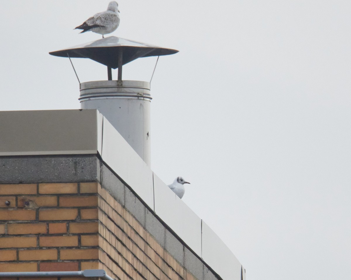 Black-headed Gull - ML646462105