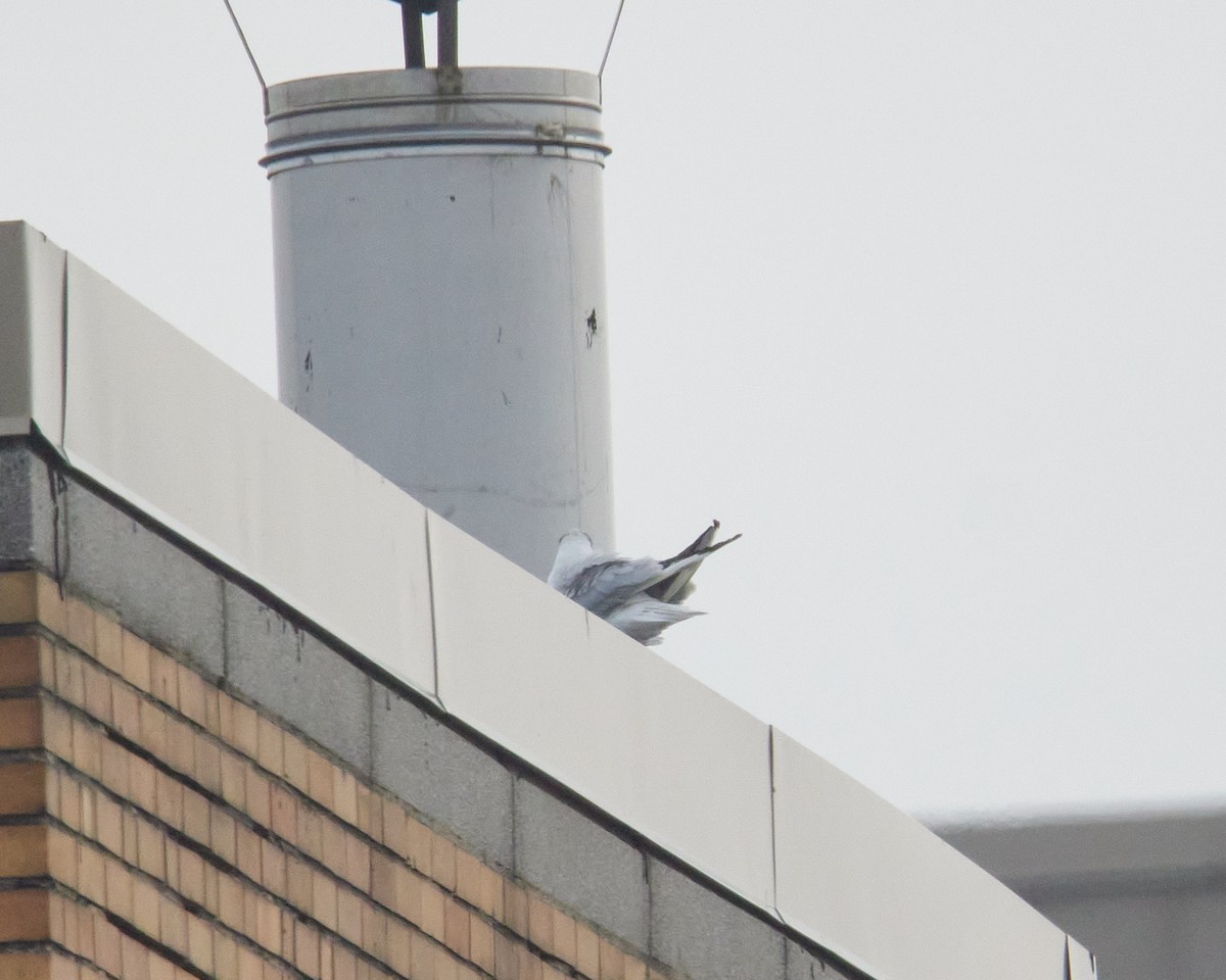 Black-headed Gull - ML646462106