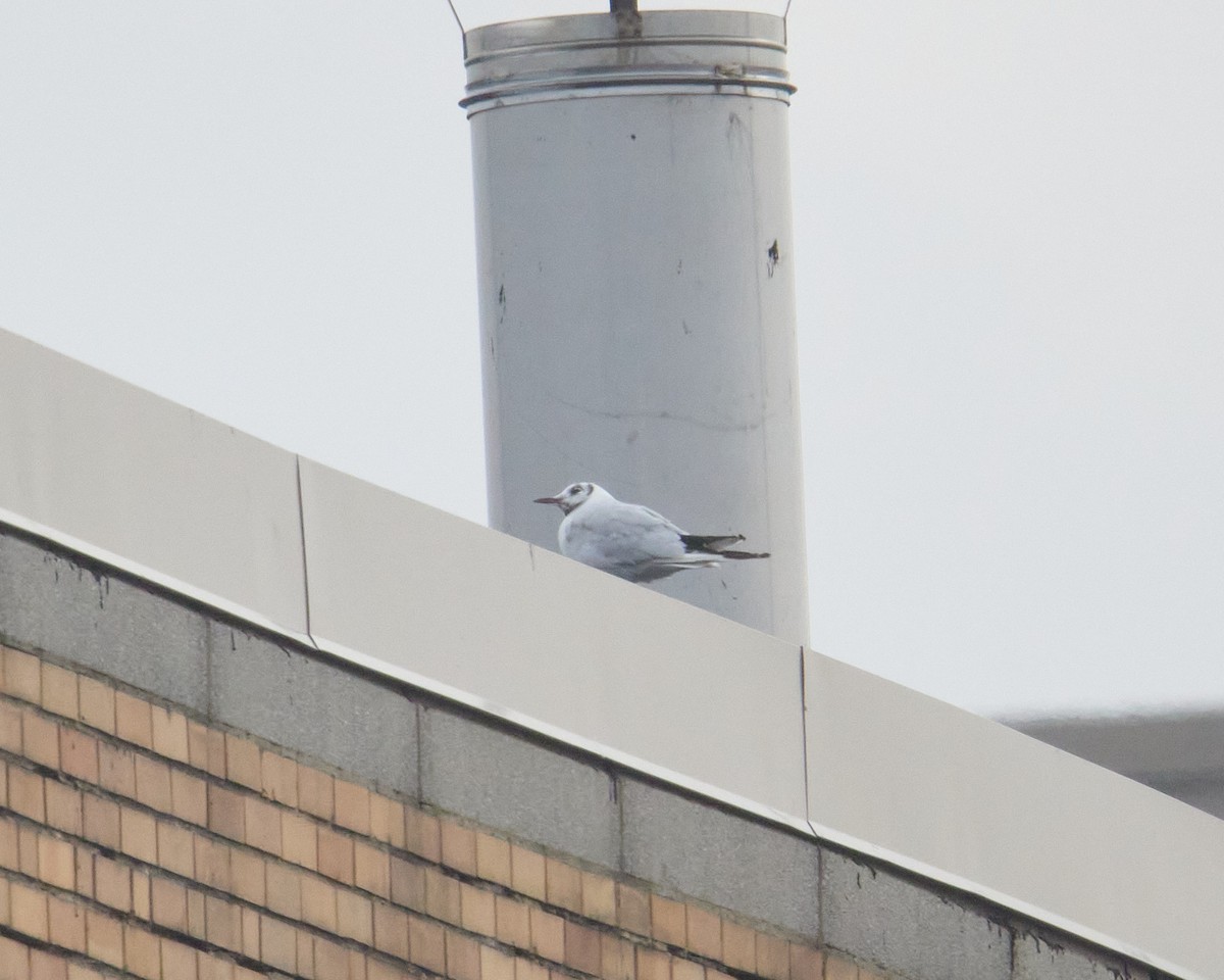 Black-headed Gull - ML646462108