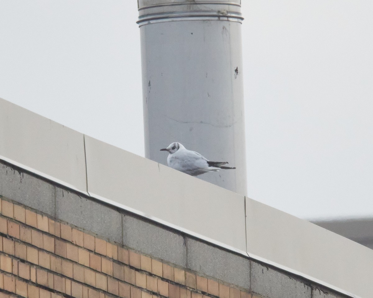 Black-headed Gull - ML646462109